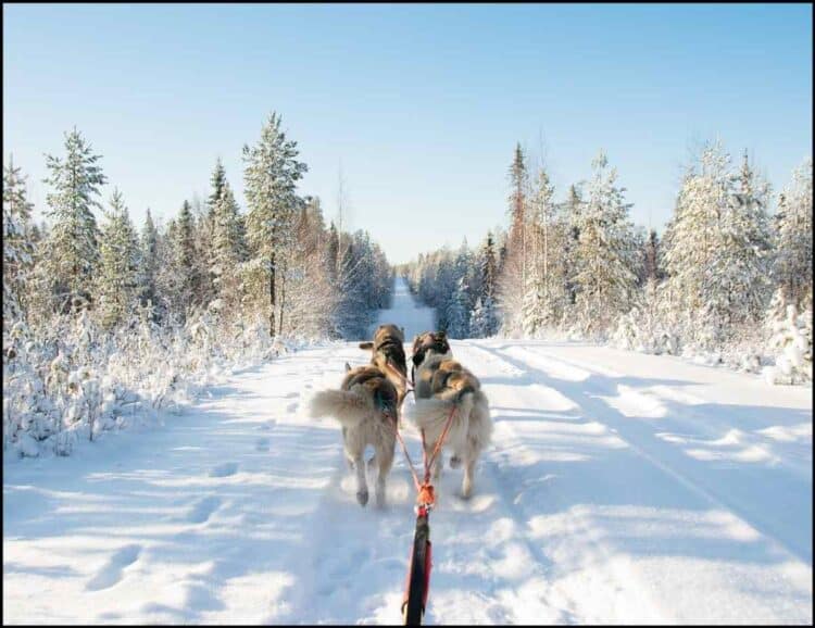 dog sledding crested butte with kids